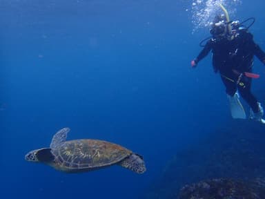 Scuba Diving